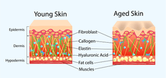 skin-ageing-process-tonic-skin-care-blog-april-2022