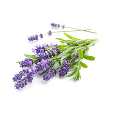 Lavender image