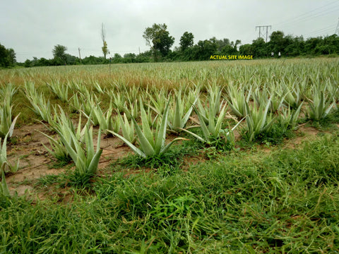 Aloevera Farm of Greenworth Wellness Shat Pratishat