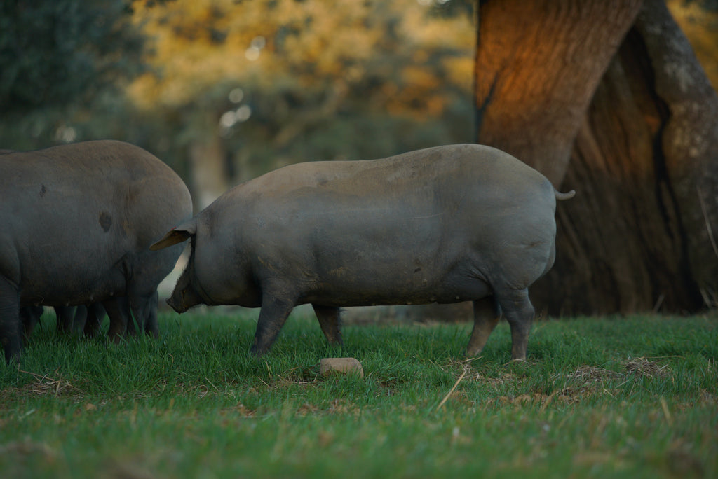 pigs in Montanera Torreón