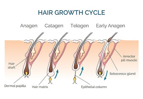 Hair Growth Cycle