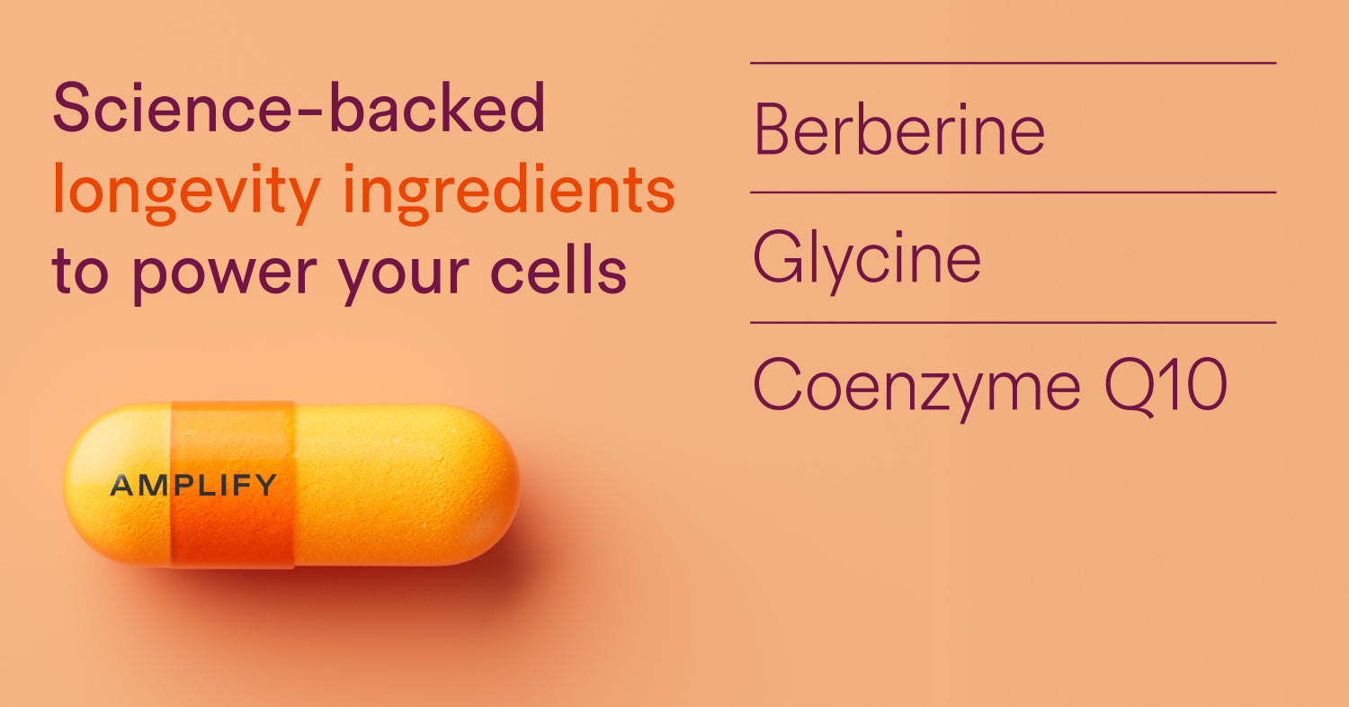 Amplify supplement capsule and list of longevity ingredients: Berberine, Glycine, Coenzyme Q10.
