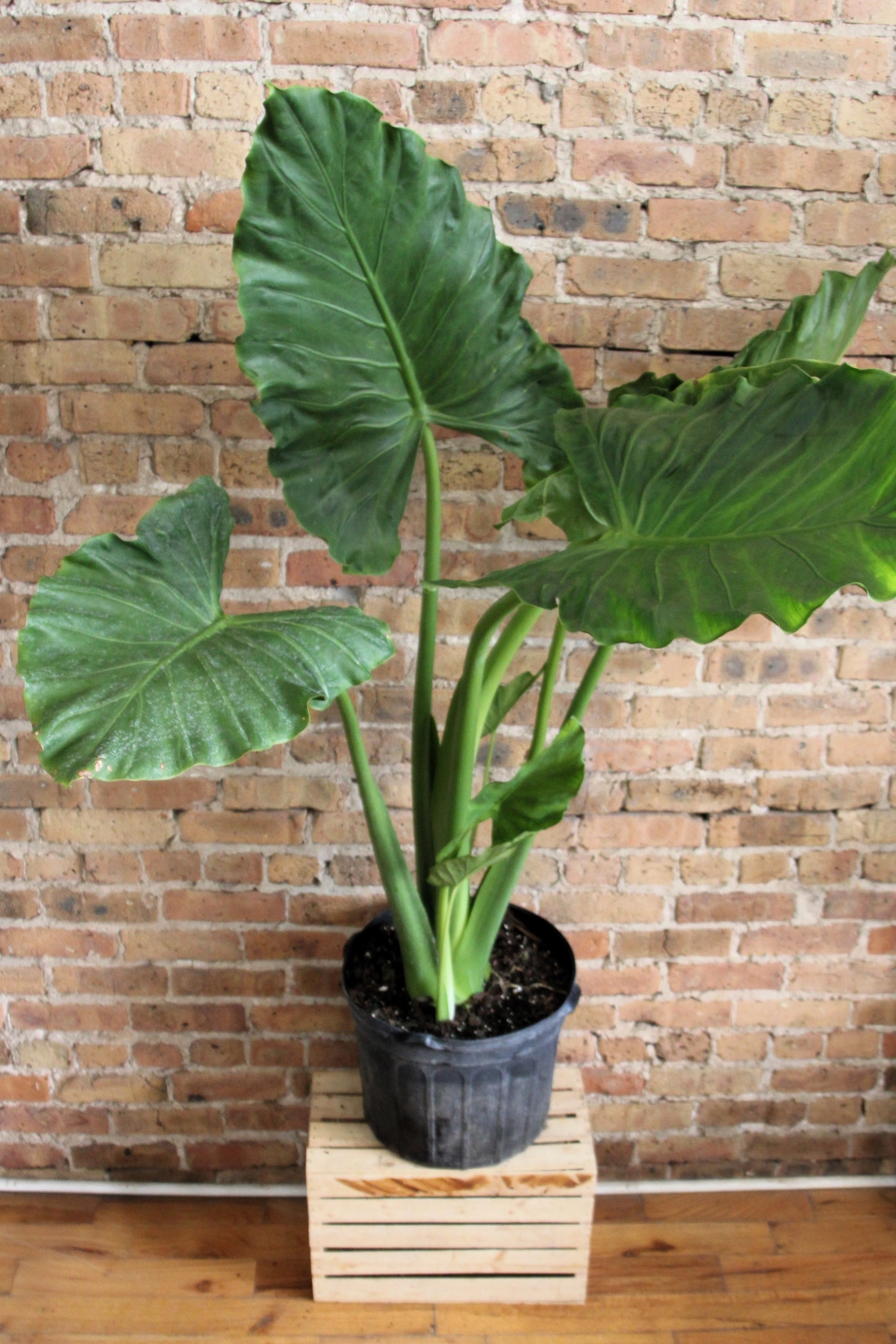 Alocasia Calidora 'Elephant Ear' – Plants