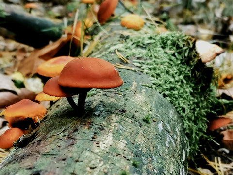 small brown mushroom on a tree log