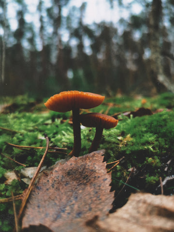 Small orange mushrooms on moss