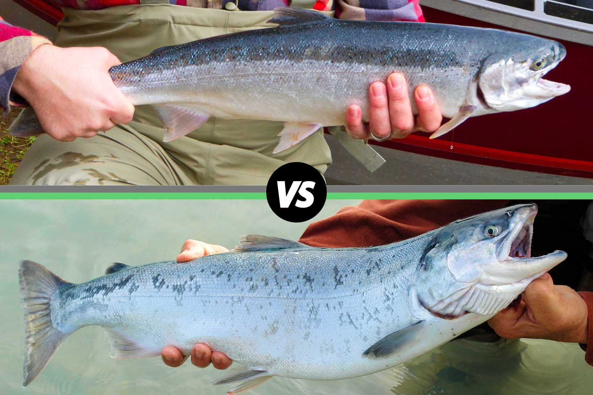 Steelhead vs. Salmon: What's the Difference? – Alaskan Salmon Co.