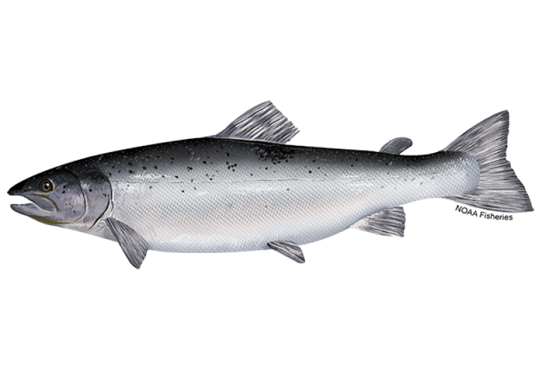 6 Common Types of Salmon – Alaskan Salmon Co.