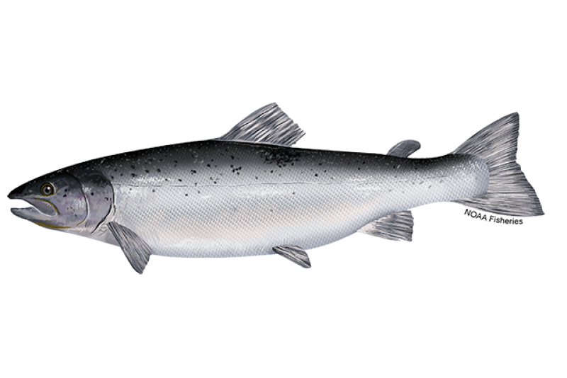 atlantic salmon