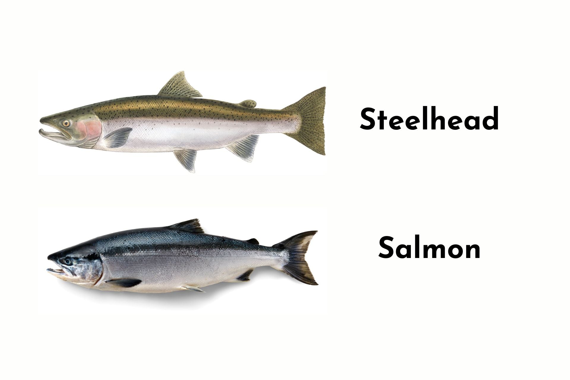 Steelhead vs. Salmon: What's the Difference? – Alaskan Salmon Co.