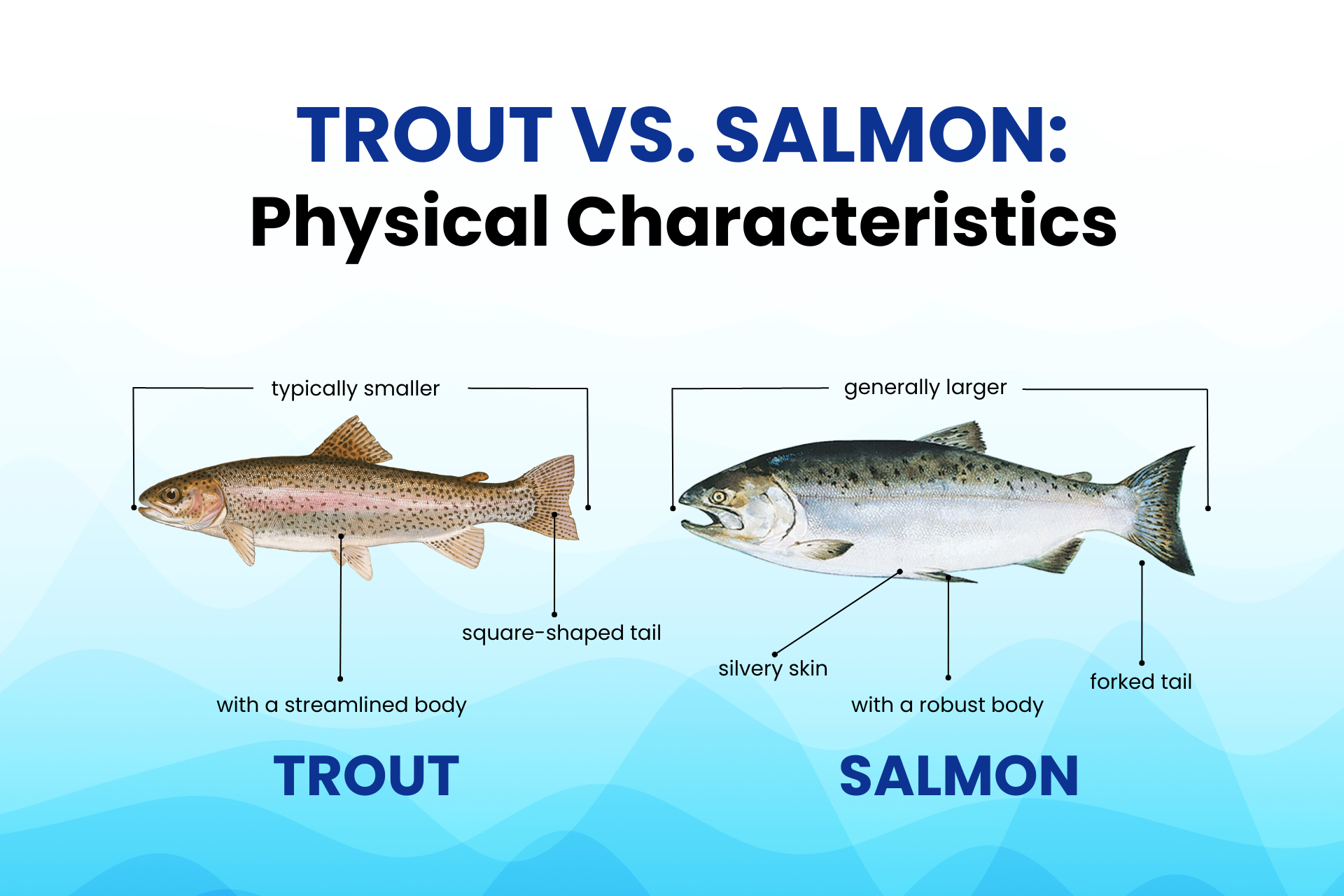 Trout vs. Salmon: What's the Difference? – Alaskan Salmon Co.