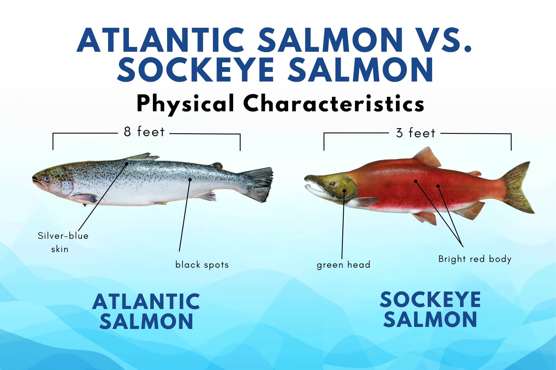 atlantic salmon vs sockeye salmon