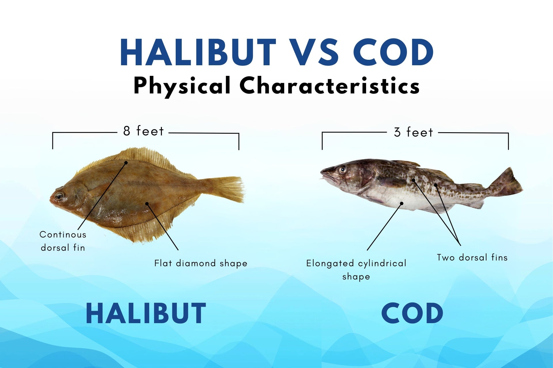 halibut vs. cod physical characteristics