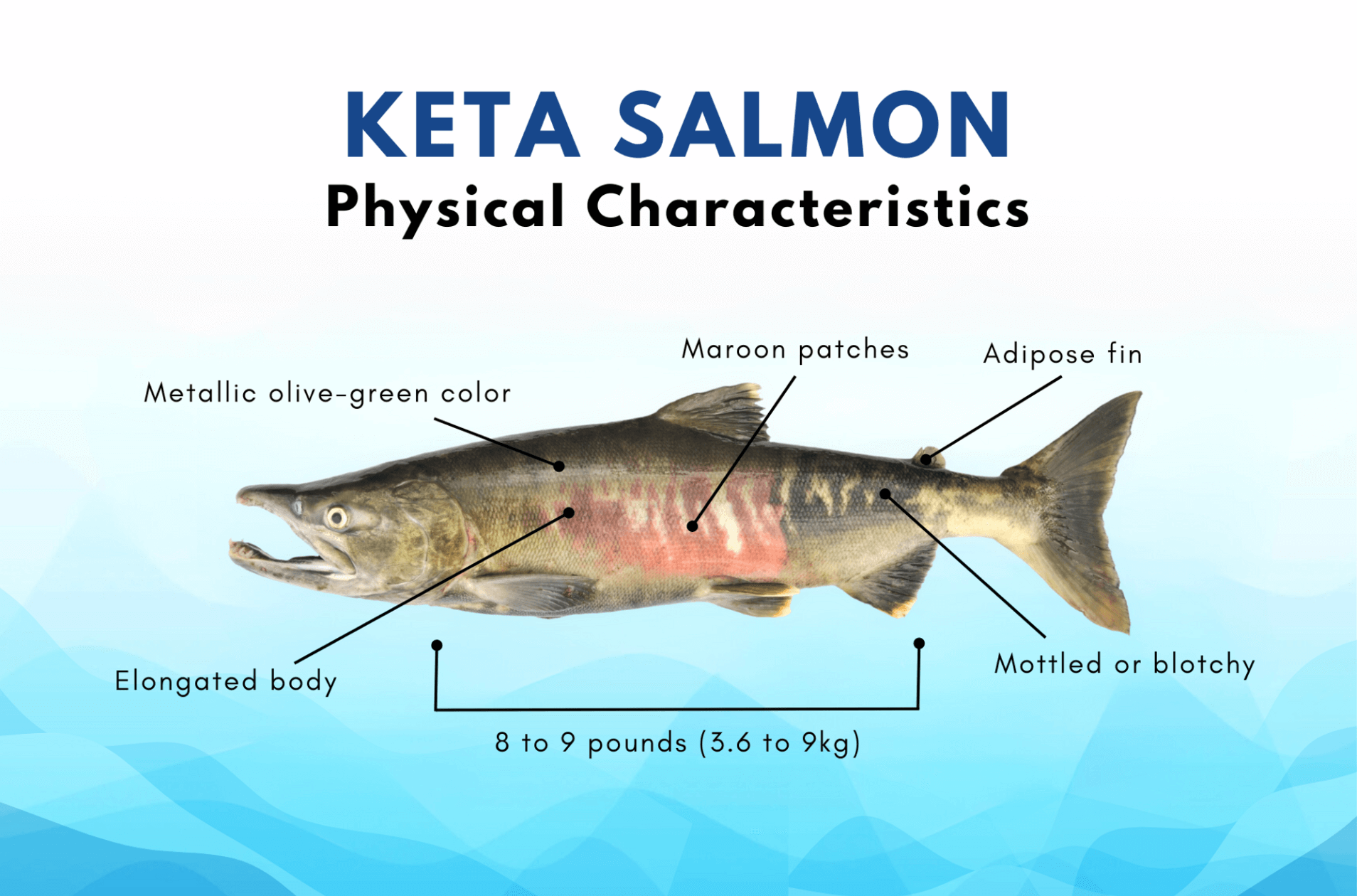 keta salmon physical appearance