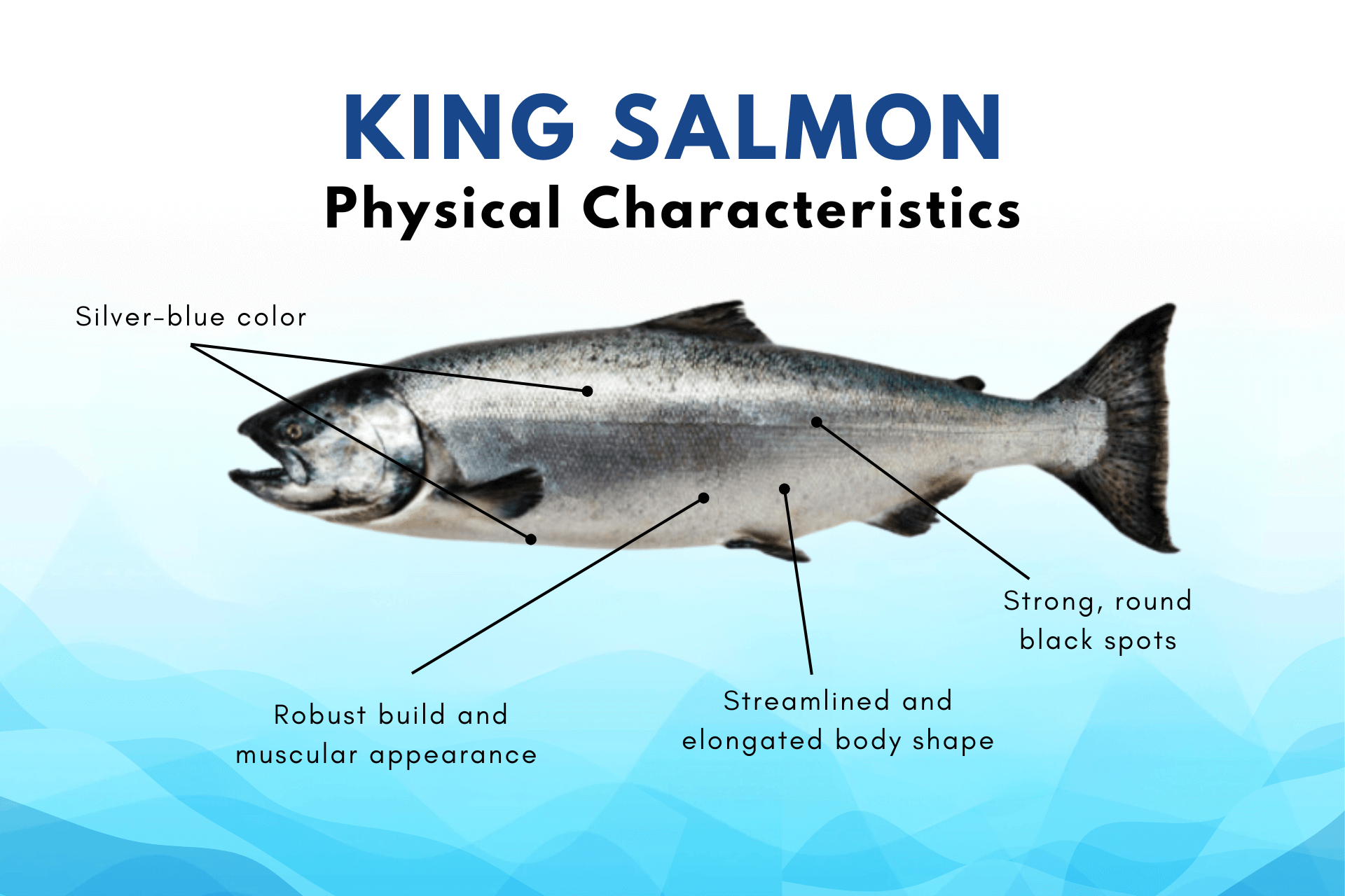 physical characteristics of king salmon