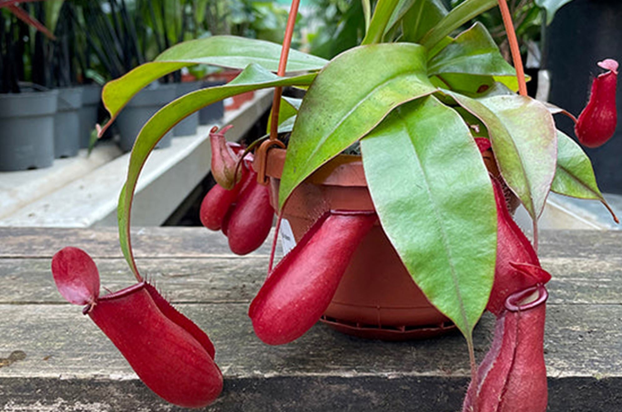 https://cdn.shopify.com/s/files/1/0562/5990/3625/articles/a-guide-to-nepenthes-bloody-mary-care-195161.jpg?v=1678879272