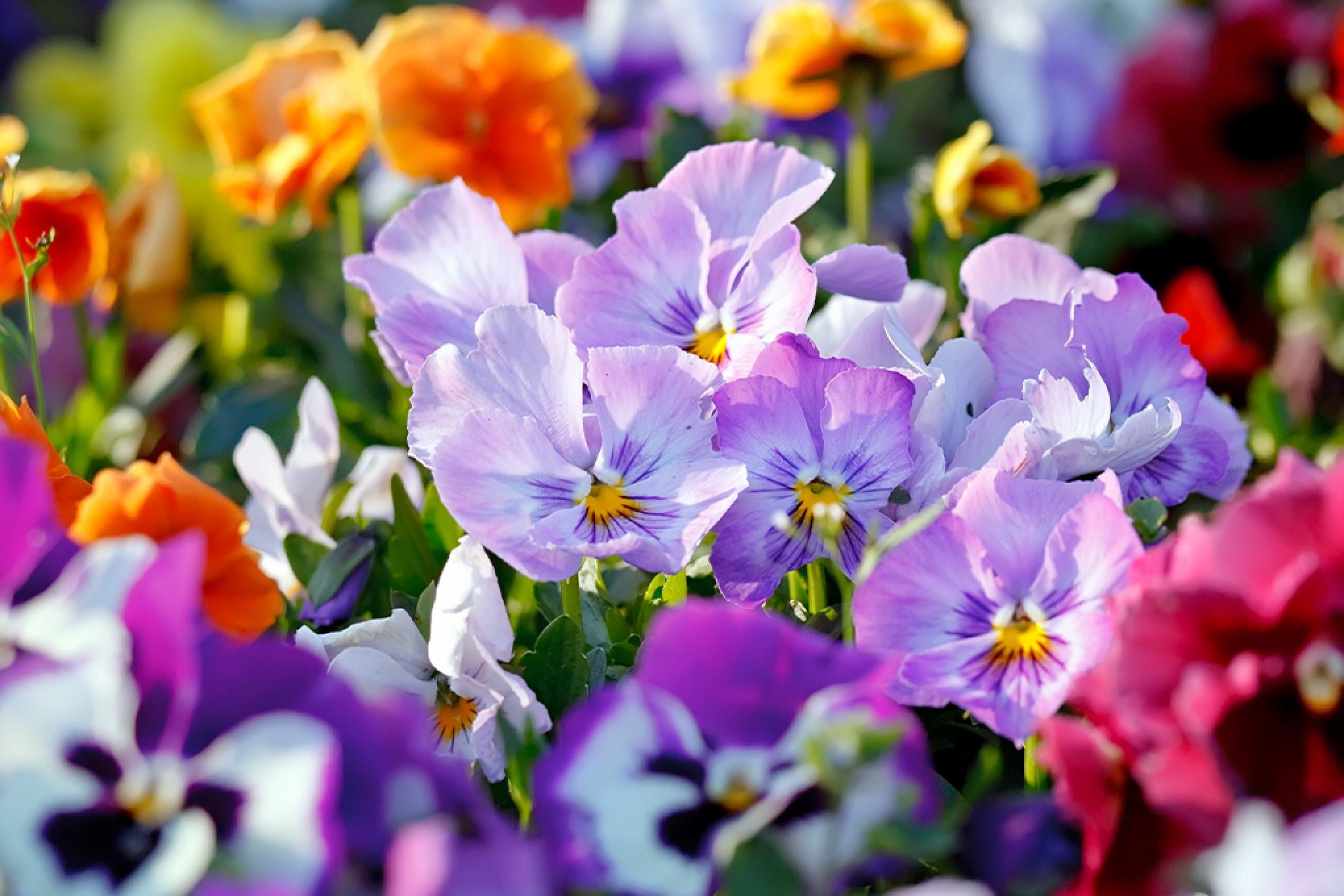 Beginner's guide to Bedding plants – Plants For All Seasons