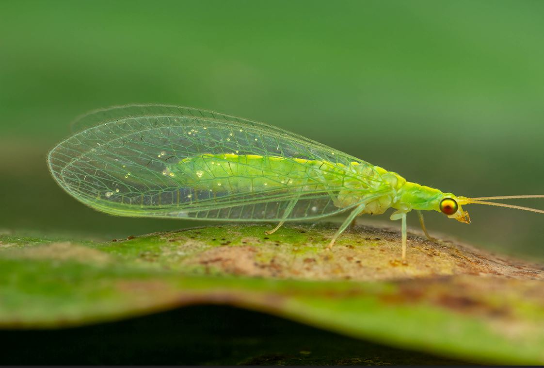 Guide to using lacewings on houseplants – Plants For All Seasons