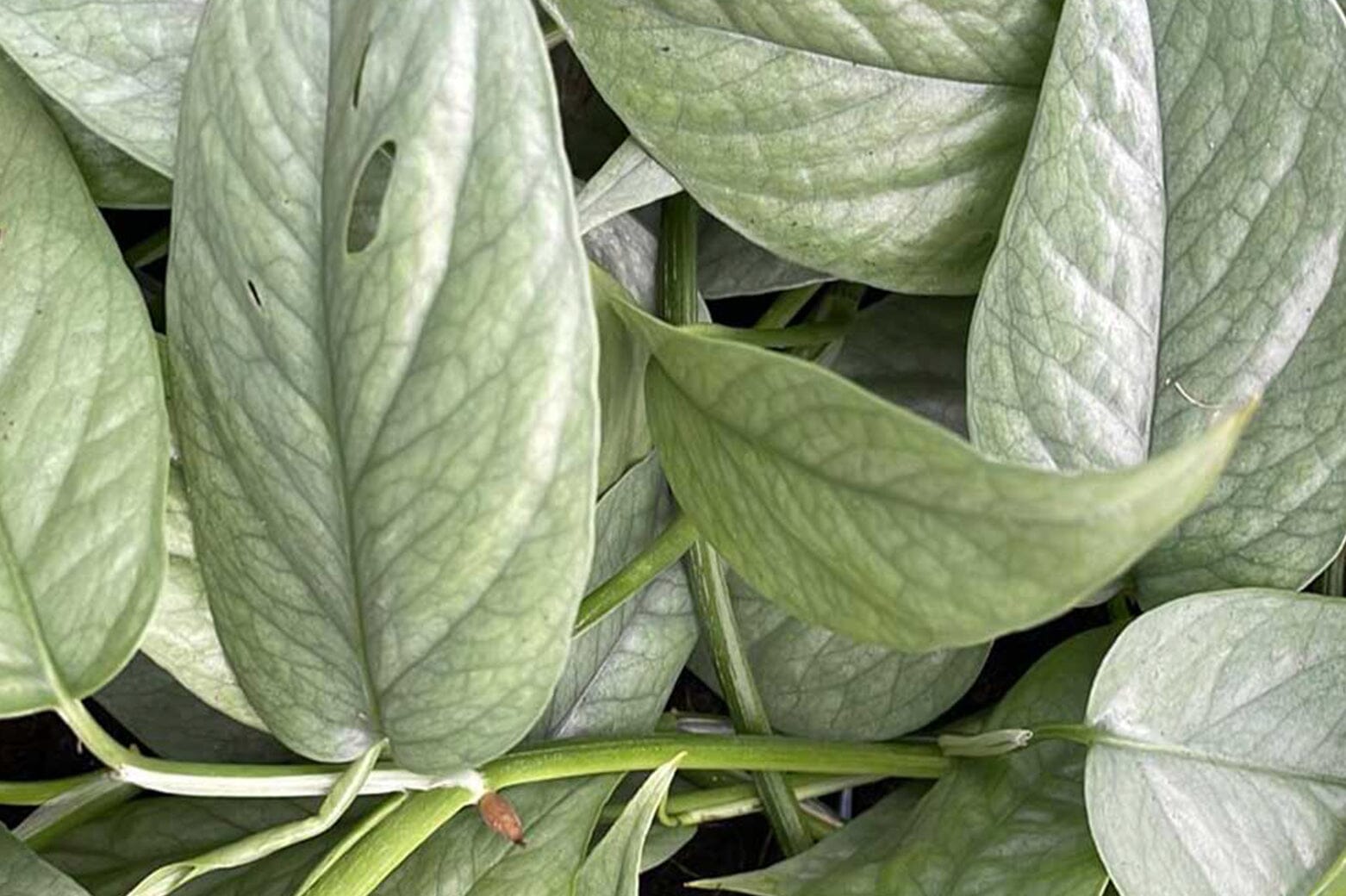 Peperomia Scandens Variegated – Fantastic Gardens