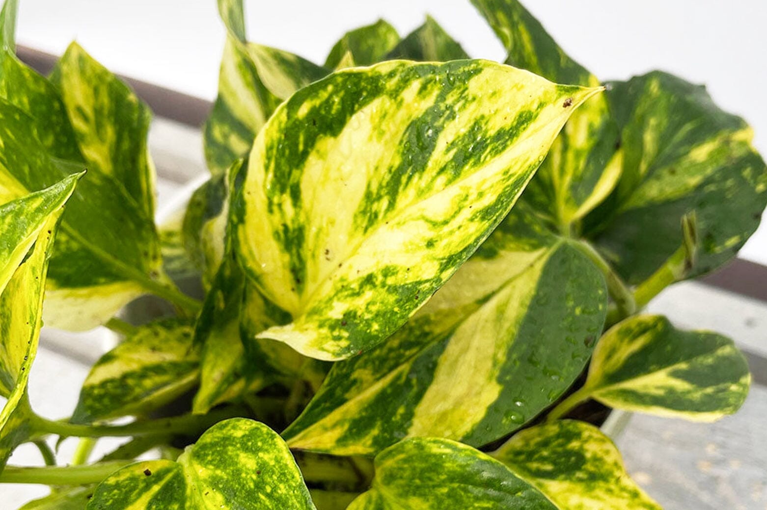 Pothos Vs Philodendron – Plants For All Seasons