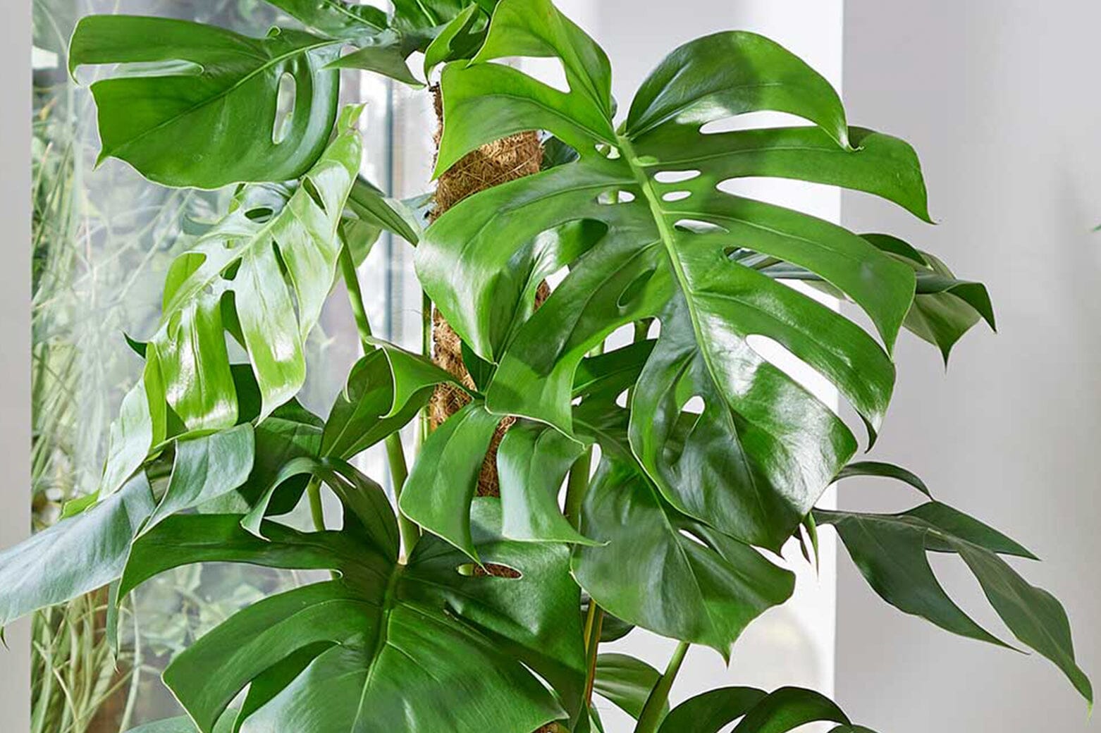 Monstera Deliciosa Care: Water, Soil, Temperature