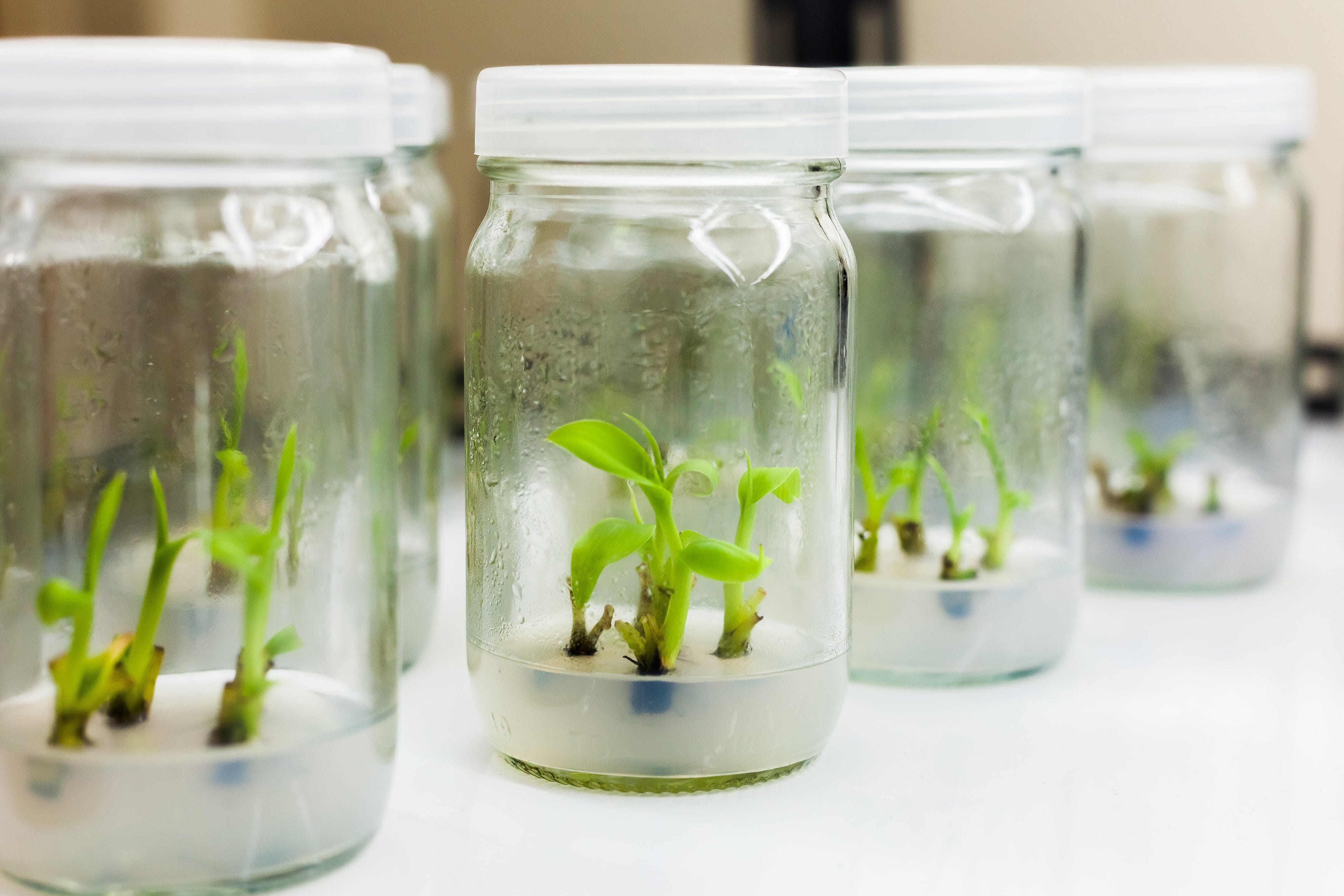 Tissue Culture In Plant Propagation A Revolutionary Technique Plants For All Seasons