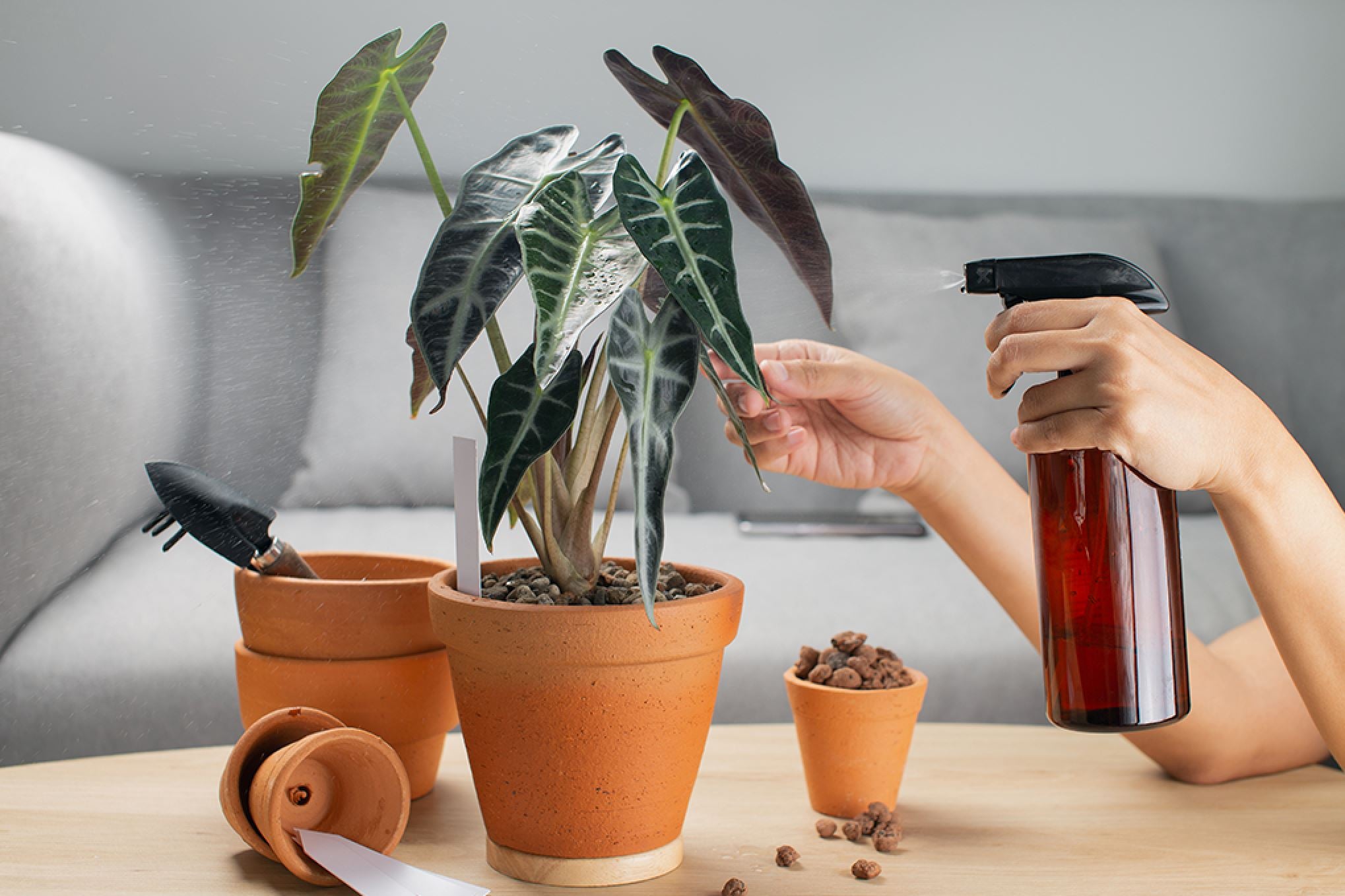 How to increase humidity for houseplants (without a humidifier