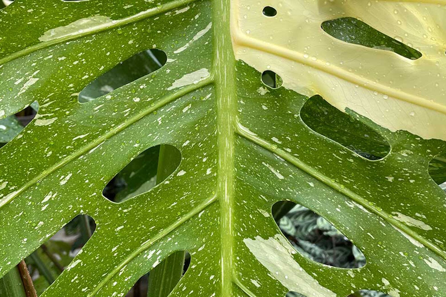 Monstera deliciosa, Split leaf