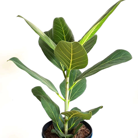 Ficus Audrey 