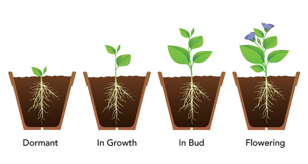 Perennial Growth Stage