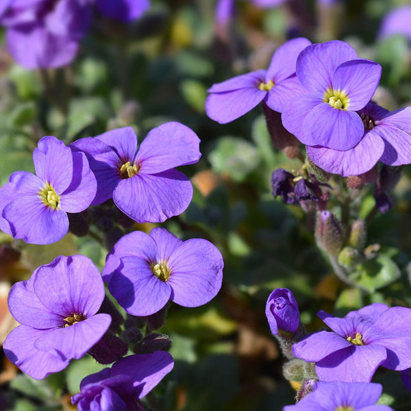 AUBRIETA Purple Cascade 9cm Pot – Plants For All Seasons