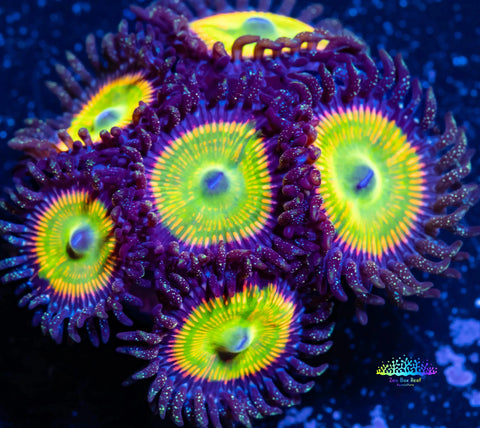 Green yellow and purple zoanthid coral