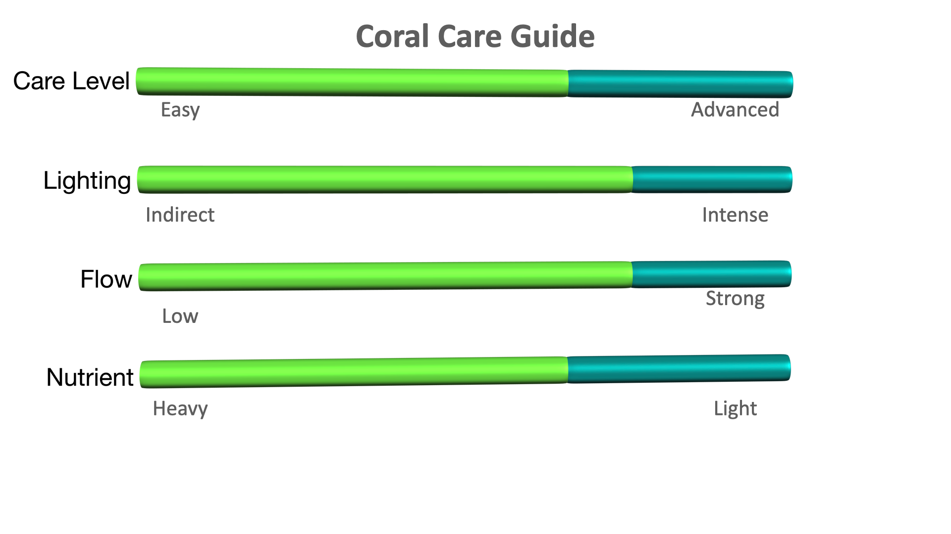 Coral Care Guide