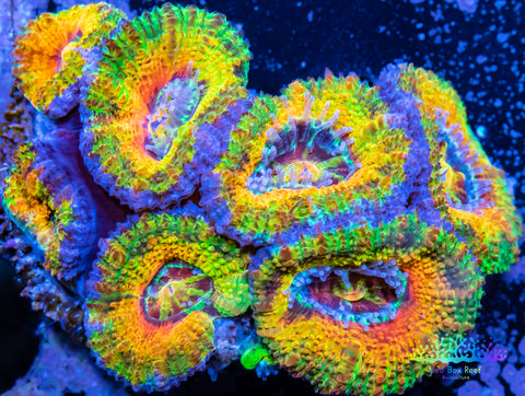 Coral - For Sale Online Au – Zeo Reef Aquaculture