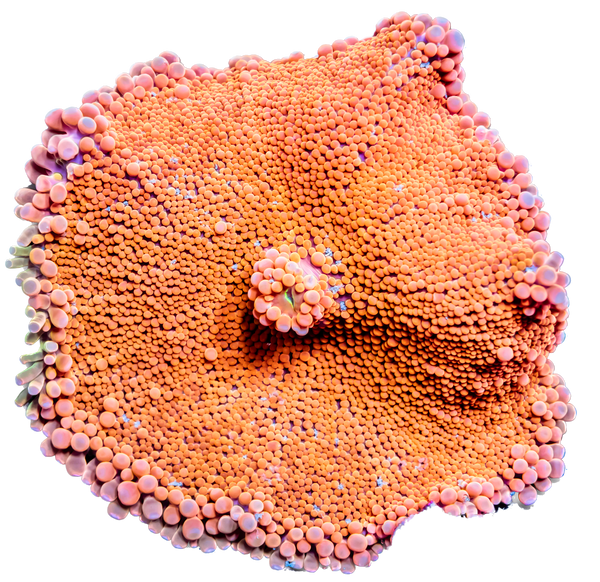 Bright Orange Ricordea Coral