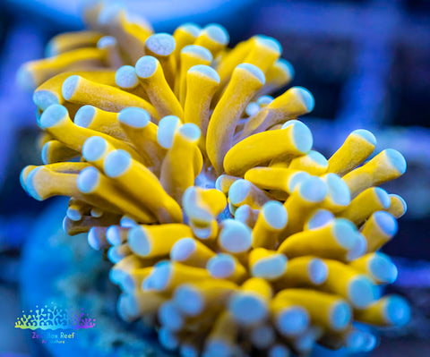 Gold Torch Coral