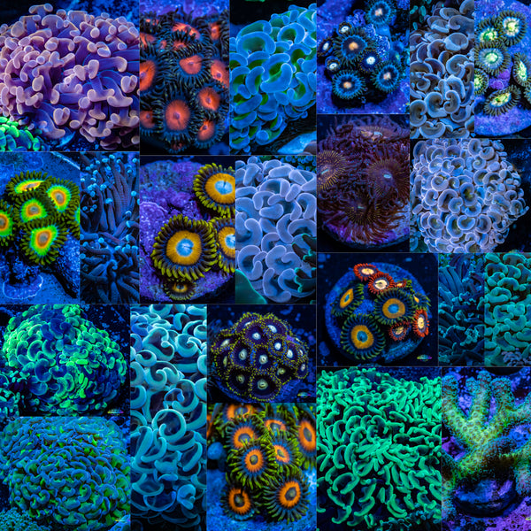 A collage of brightly coloured Aquarium reef live corals