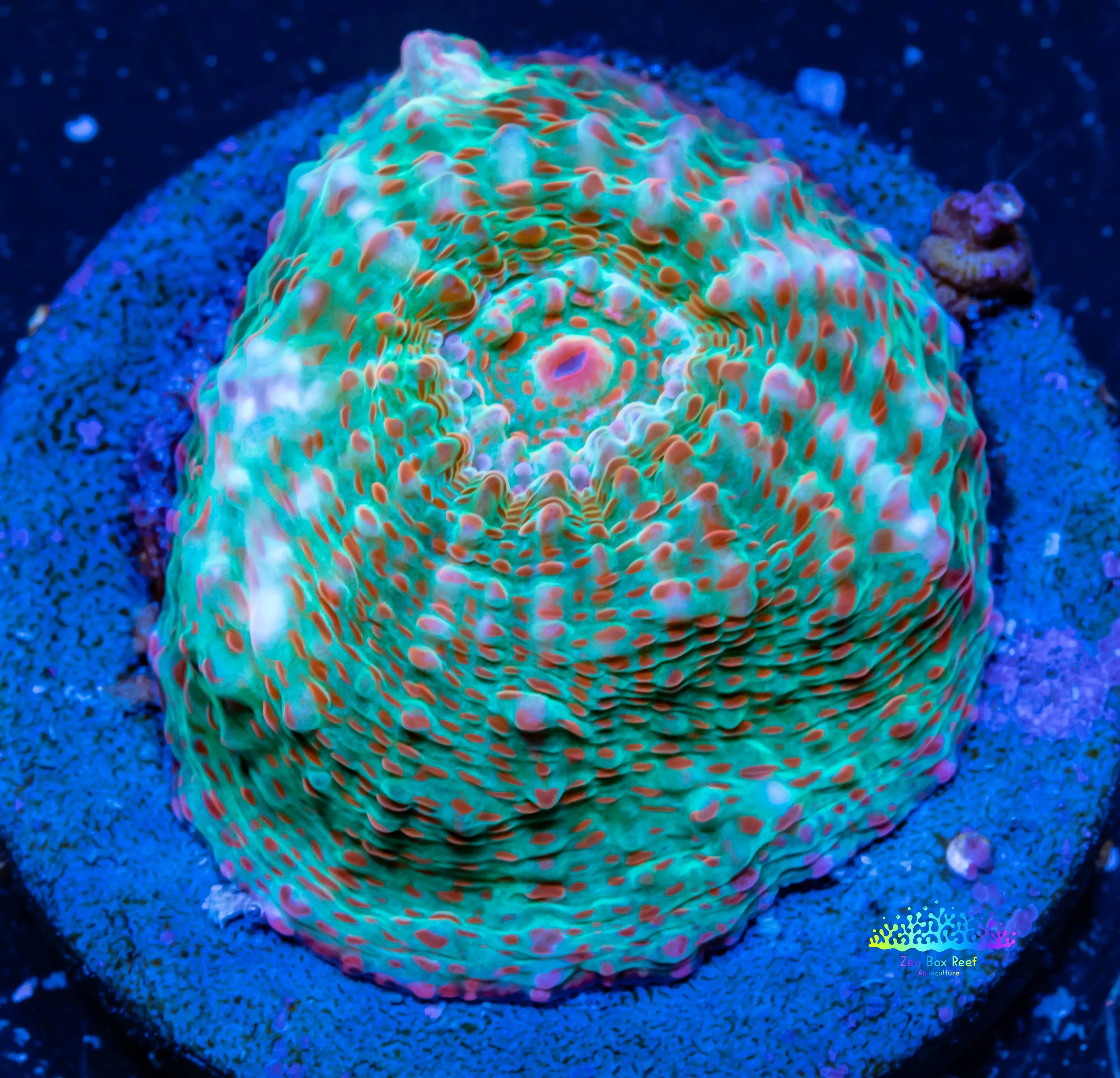 Chalice Coral- LPS Frag- WYSIWYG Chalice – Zeo Box Reef Aquaculture