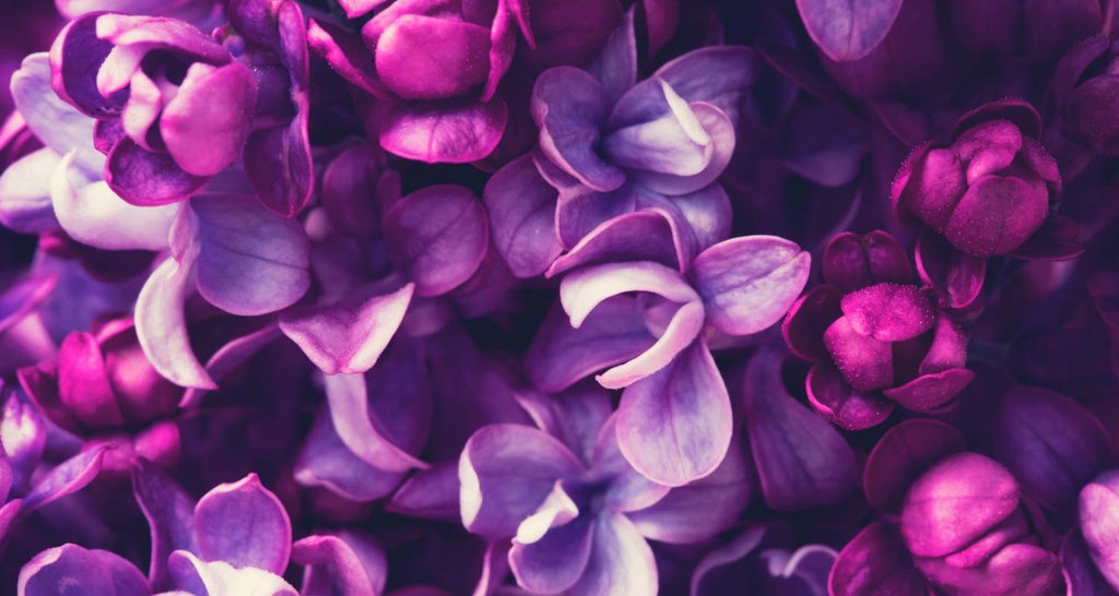 Violette Blumen Geschichte der Farbe