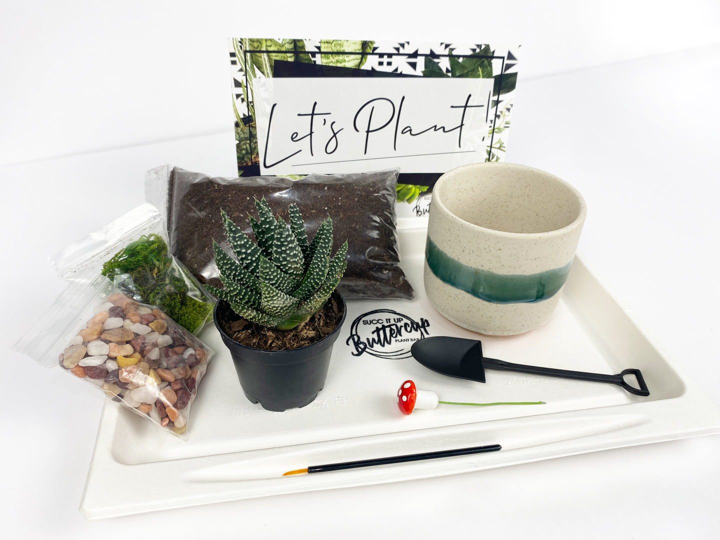 'So Fresh and So Green' Gift Box- 1 succulent