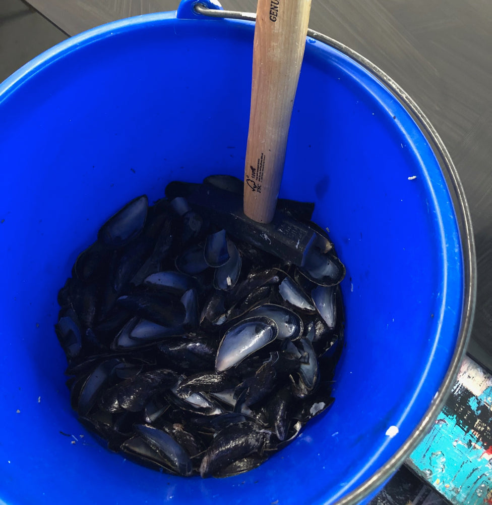 Bucket of mussel shells