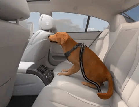 dog in car with seat belt