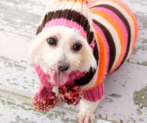 dog with sweater and hat on to keep warm