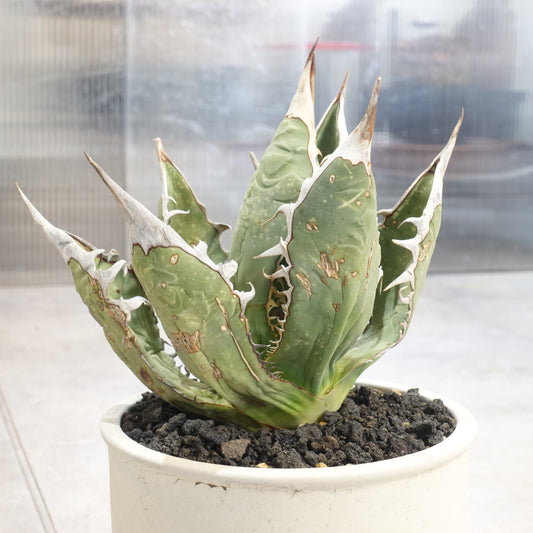 特別セール品】 アガベ オアハカ 1 Oaxaca Agave 植物/観葉植物