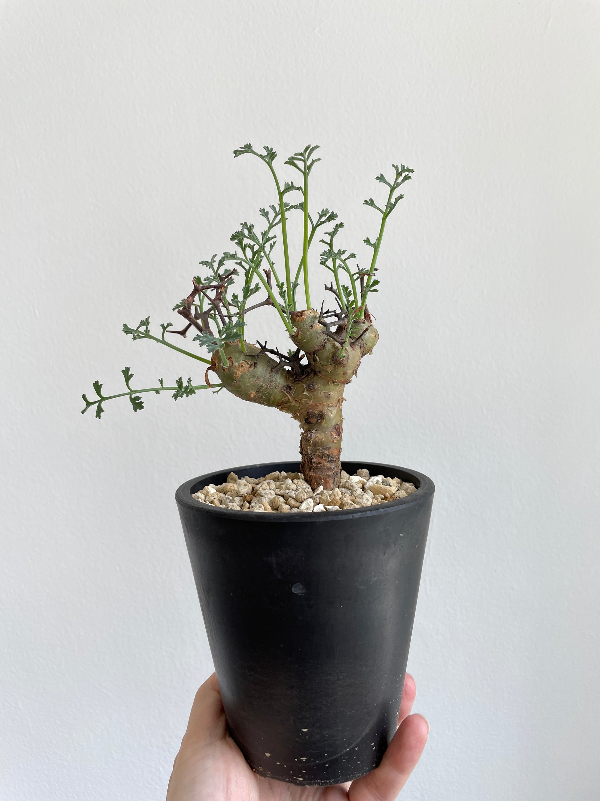 絶賛 【鉢ごと発送】ペラルゴニウム・クリズミフォリウム, Pelargonium