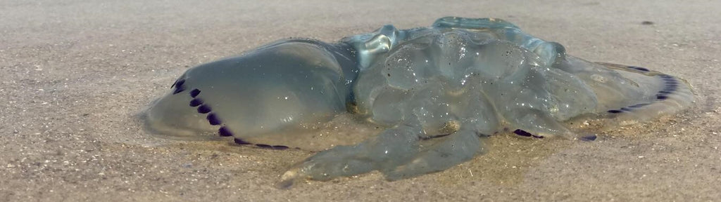 Méduse morte échouée sur le sable de la plage