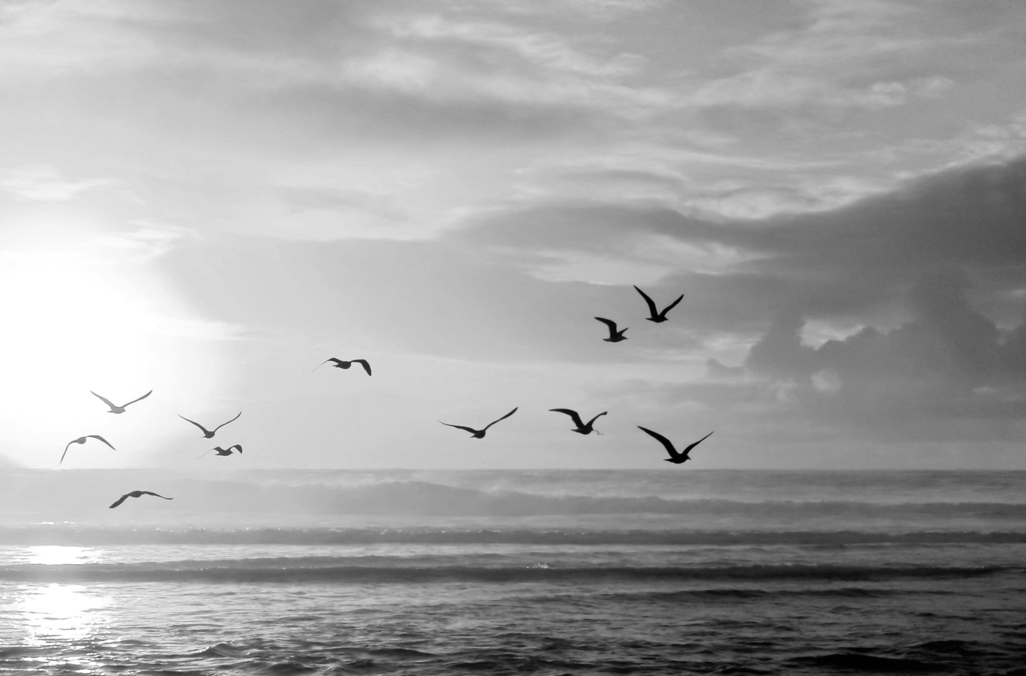 Birds flying over the sea