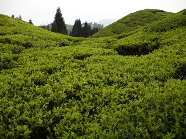 Darjeeling First Flush Gopaldhara