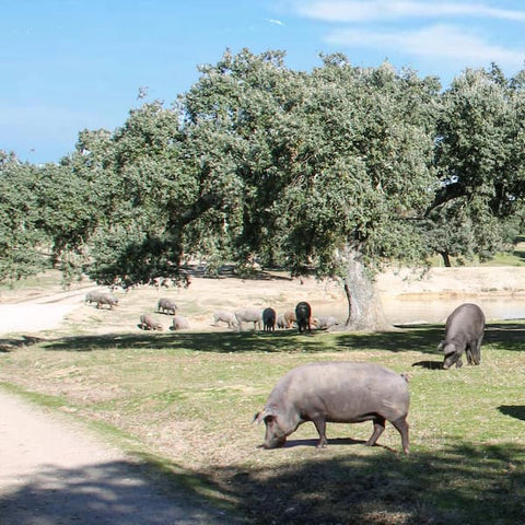 Alimentación de los cerdos de granja y los ecológicos