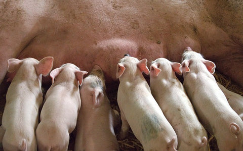 Cerdos siendo amamantados por su madre