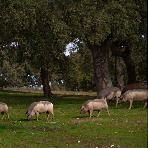 Espacio vital de los cerdos de granja y los ecológicos